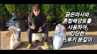 전자파 차단식물 스투키(스터키)  화분 식재 동영상 /  화분갈이 하는 방법