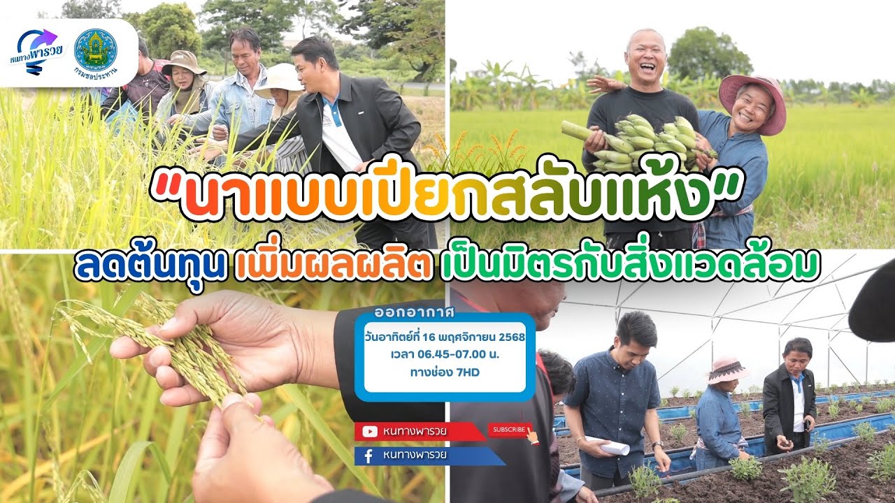 นาแบบเปียกสลับแห้ง ลดต้นทุน เพิ่มผลผลิต เป็นมิตร?