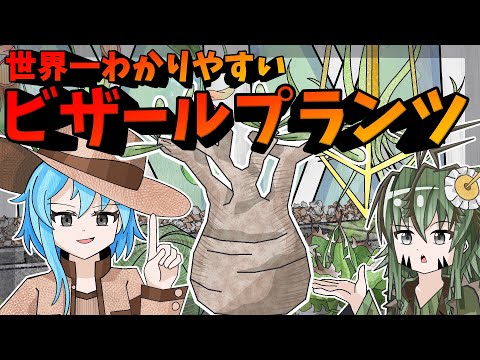 ディレニア科について詳しく解説