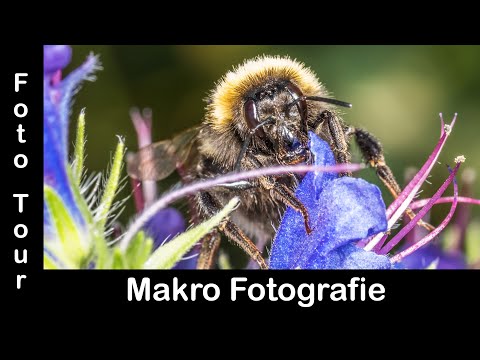 Makro-Fotografie mit neuem Makro Blitz auf den Winzer Höhen in Regensburg, Bayern