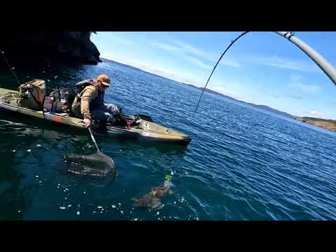 Lingcod Hitchhiker! Puget Sound Hobie Pro Angler 12 360. 5/10/2022.