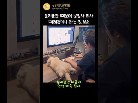 고양이 분리불안 때문에 회사 때려친 집사 근황 ㄷㄷ