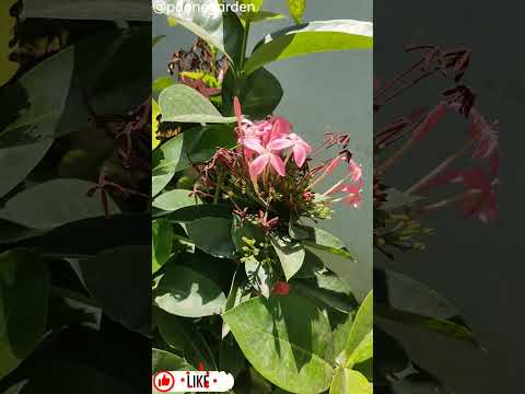 Ixora Chinensis: Stunning Varieties You Need to See!