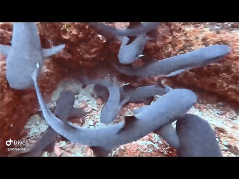 White Tip Shark Feeding Frenzy