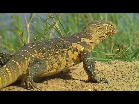 How Animals Cooperate to Survive | Animals Like Us