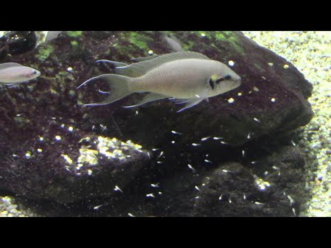 ネオランプロローガスについて詳しく解説