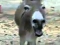 V�deo de burro a rir