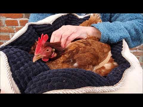 Kuschelbettentausch mit Elfriede und Herrmann Tomte Tummetott