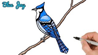 How to draw Blue Jay Bird Easy | Drawing and Coloring Art Tutorial