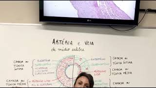 Histologia da artéria muscular e veia