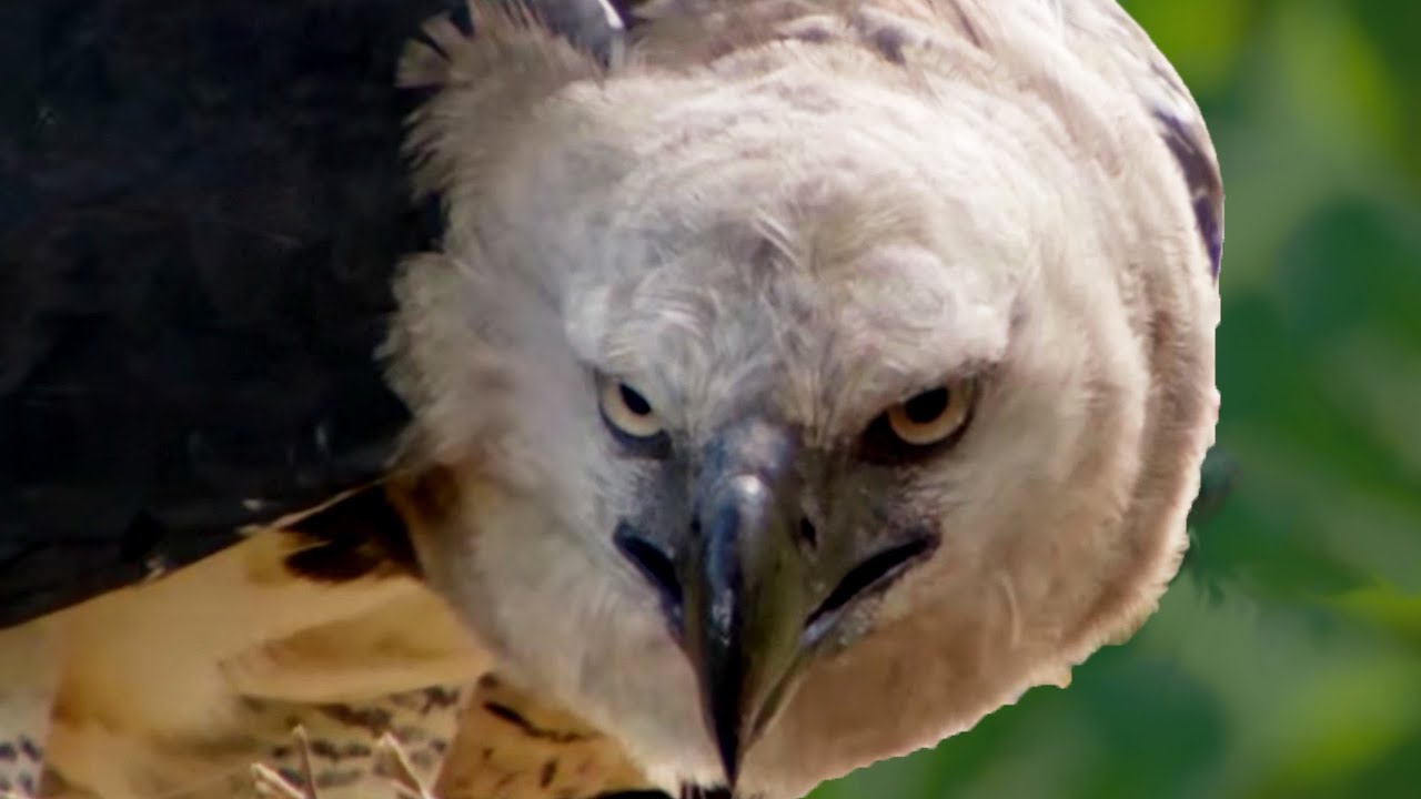 The Hunt - OFFICIAL TRAILER - Premieres July 3 at 9|8c on BBC AMERICA - YouTube