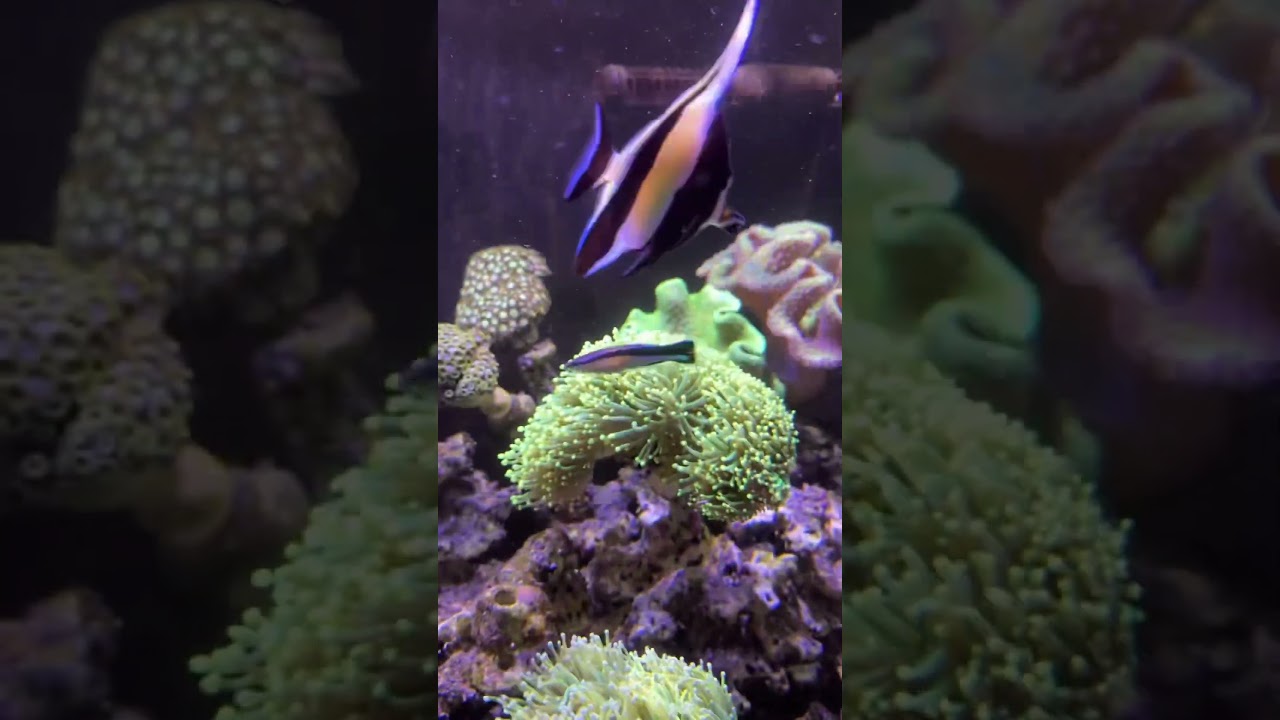Морской аквариум #морскойаквариум #кораллы #coralreef #акванутый