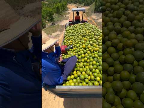 #laranjas conde #bahia #agroétop