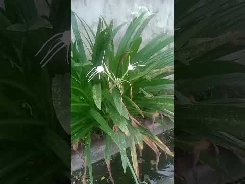 Early Morning Walk to buy Chiffon Cake at Dayka @charitolomboy6807