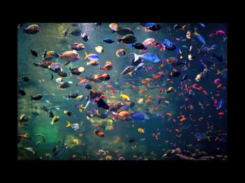 Røse feat  Rachel K Collier -  Craving