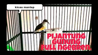 Download lagu PIJANTUNG GUNUNG GACOR NEMBAK TAJAM MANTAP mp3 Download lagu PIJANTUNG GUNUNG GACOR NEMBAK TAJAM MANTAP mp3