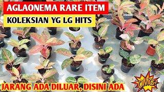 Download lagu Aglaonema Koleksi, Rare Item‼️ Jarang ada diluar, disini ada, Stok Terbatas ~ 255 mp3