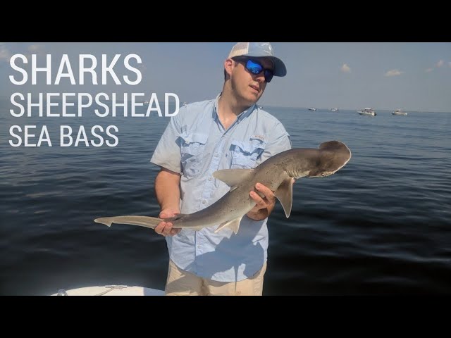 Catching Sharks, Sheepshead, Black Sea Bass | Fishing Charleston, South Carolina