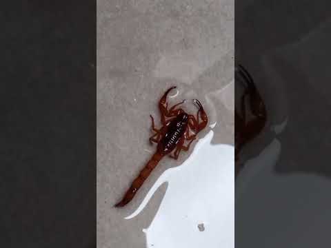 Tratamento para Escorpião em Laranjal Paulista