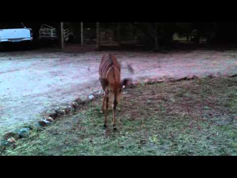 Approaching a Nyala at a Lodge Near Kruger National Park