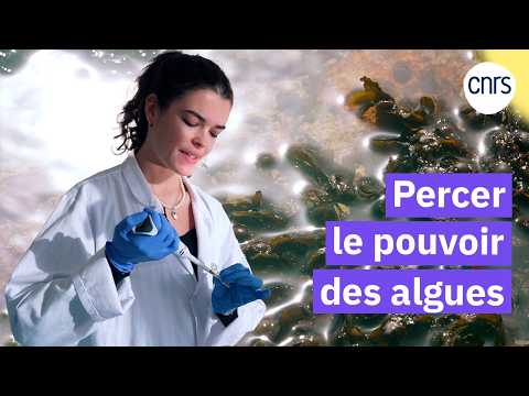 Ces algues qui protègent les cultures | Reportage CNRS