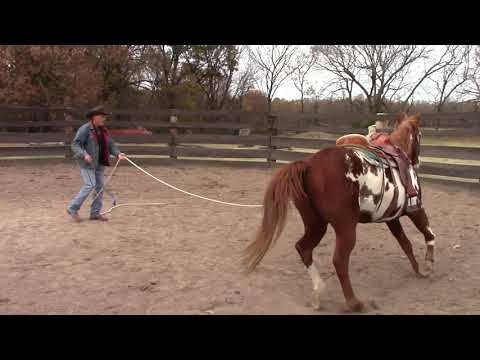How to Teach Your Horse to Stop Better Part 1