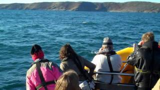 preview picture of video 'Watching dolphins off the West Cork coastline.'
