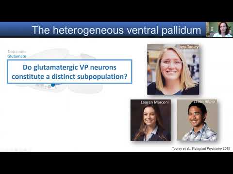 The BRI Joint Seminar In Neuroscience - Meaghan Creed, Ph.D.