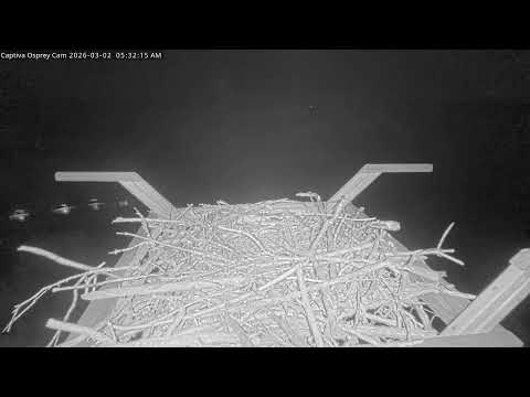 Captiva Osprey Cam | Nest View | Chat Enabled