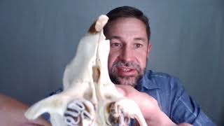 Lecture 1.5_Mammalian Dentition