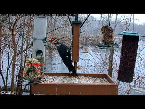 Northern Cardinals And Pileated Woodpecker Stop By Cornell Feeders – March 23, 2020