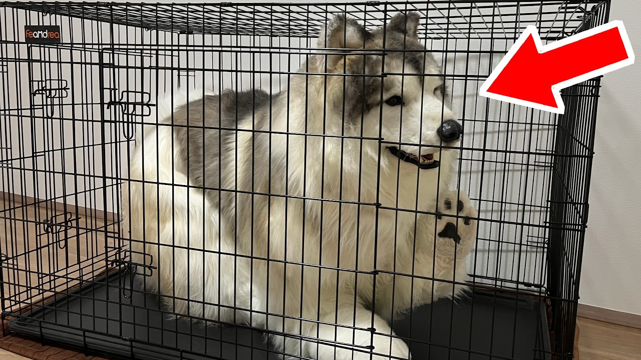 When I put on a realistic dog costume, I got locked in a cage!