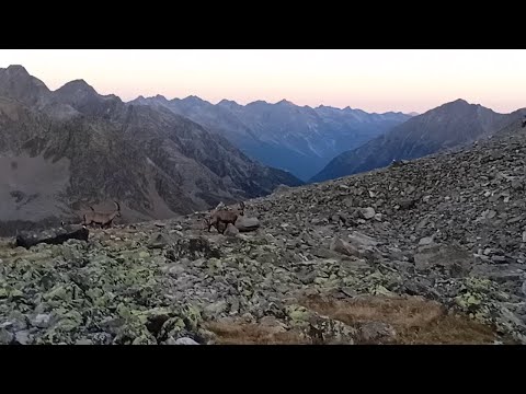 Schrankogel 3497 m - Steinböcke