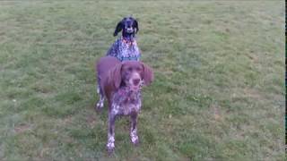 Pancho, Luna & Beau having fun on the headland