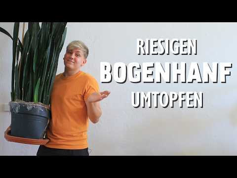 MEGA plant bursts pot 😱 THIS giant snake plant is finally being repotted!