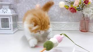 スコティッシュフォールドの動画01