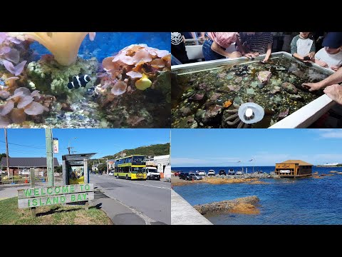 Island Bay Aquarium, Wellington (NZ). March 7, 2021.