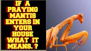 IF A PRAYING MANTIS ENTERS IN YOUR HOUSE WHAT IT MEANS ?