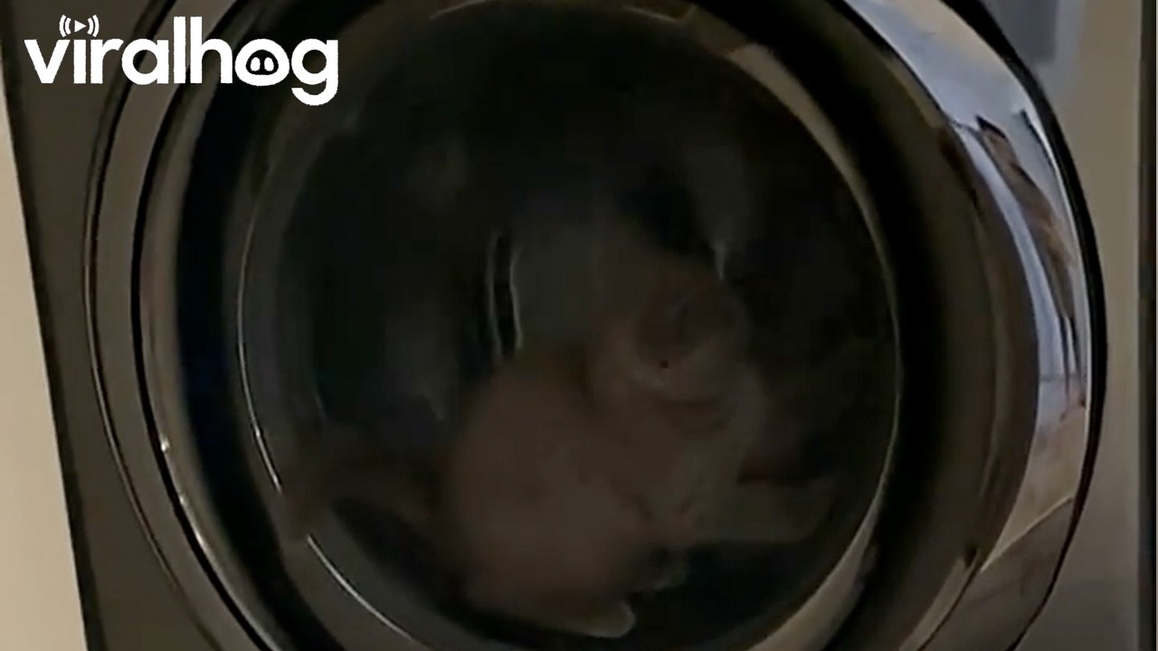 POV: My Cat Nearly Gave Me a Heart Attack || ViralHog