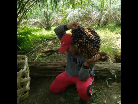 BANSAIK BUKANLAH HINO - WAN PARAU