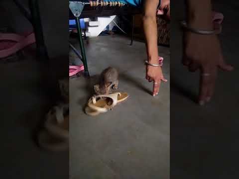 Funny Cat have some fun