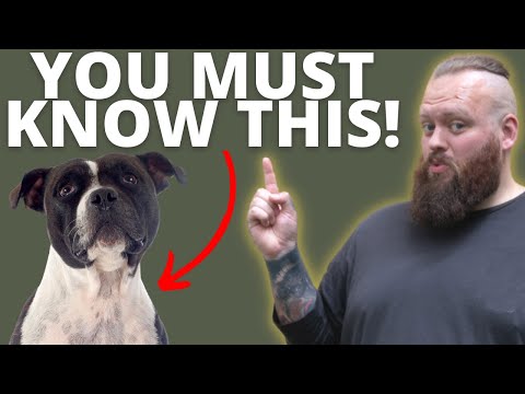 3 THINGS TO KNOW BEFORE GETTING A STAFFORDSHIRE BULL TERRIER