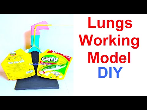 human respiratory system working model 3D for school science project lungs working howtofunda