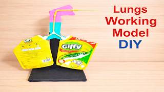 how to make human respiratory system ( lungs ) working model using waste materials