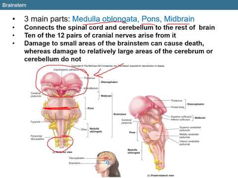 Neuroscience6e neuroanatomy G2 Cranial midsagital