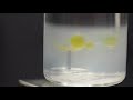 Newswise: Aquatic robots can remove contaminant particles from water