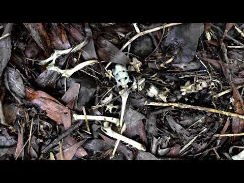 'Sparkle' by Meadow Argus