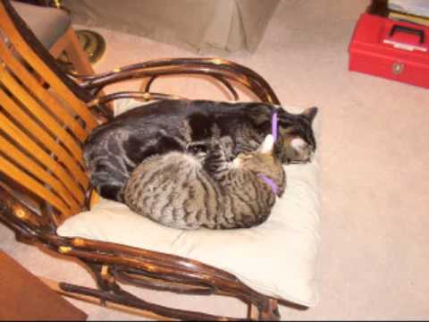 In Memory of Chester - "Cat of Steel"