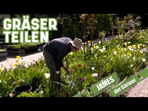 Gräser einfach teilen | James der Gärtner