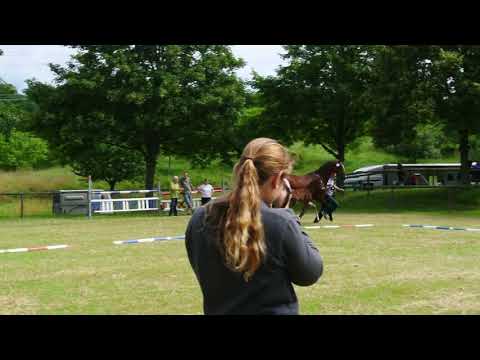 FELICITAS STUTFOHLEN von FÜRSTENBALL x DON Romantic Siegerfohlen 2016 in Wernau